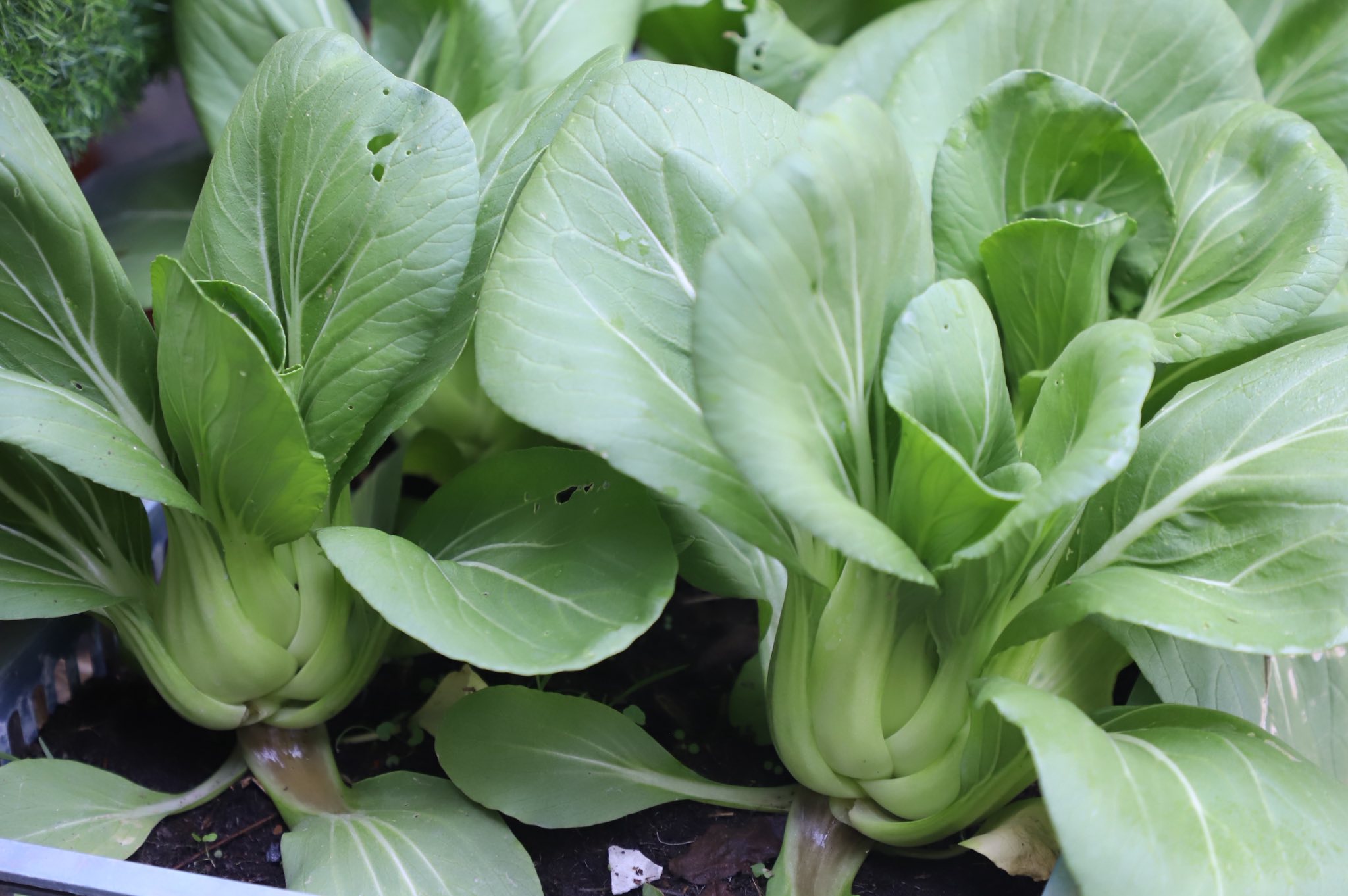 title - ”พลิกโฉมเกษตรกรสู่ผู้ประกอบการ“ ส.ป.ก.ลำพูน โชว์ความสำเร็จเกษตรอินทรีย์ครบวงจร ตั้งแต่แปลงปลูกสู่ตลาดพรีเมียม!!